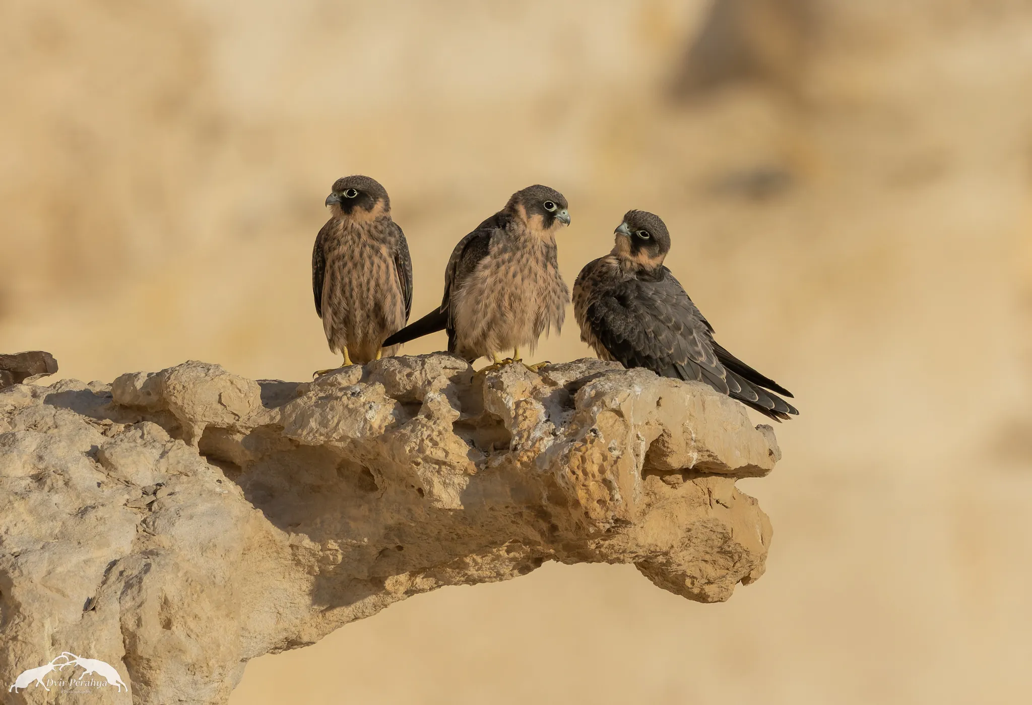 Tel Dor beach at sunset
